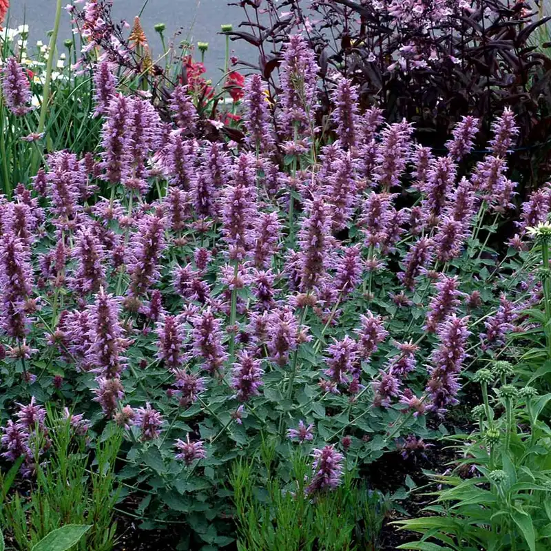 Agastache Kudos™ Silver Blue — photo 1