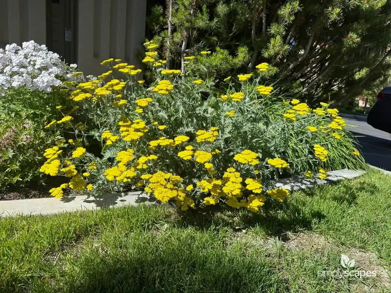 Woolly yarrow — photo 1