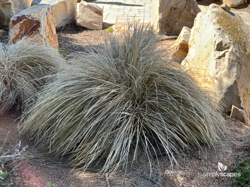 Muhly Grass — photo 1