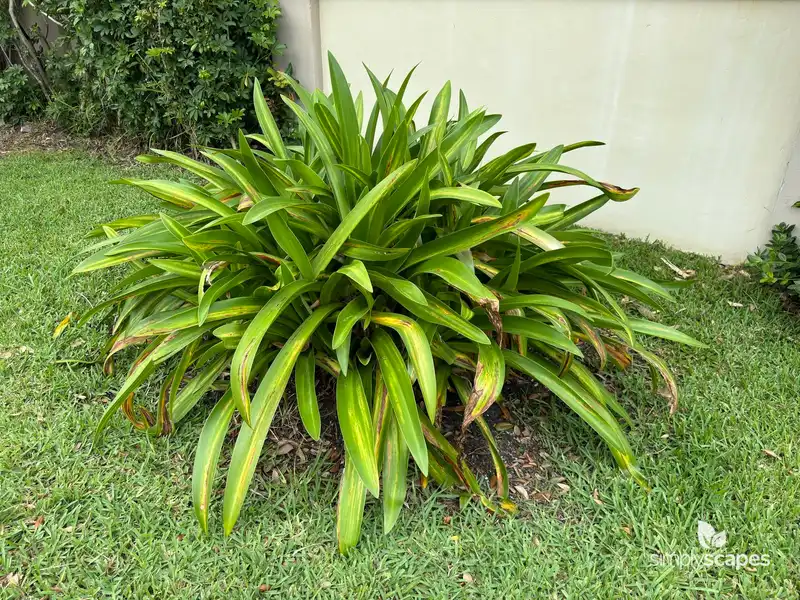 Beach spider lily — photo 1
