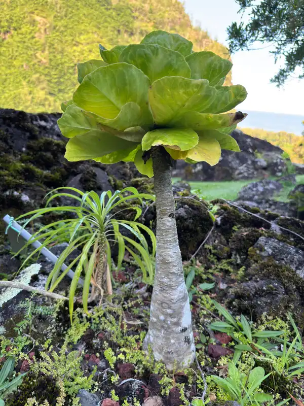 ʻĀlula — photo 1