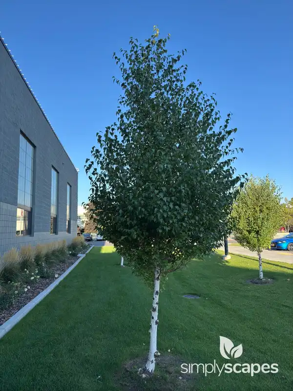 White Birch Tree — photo 1