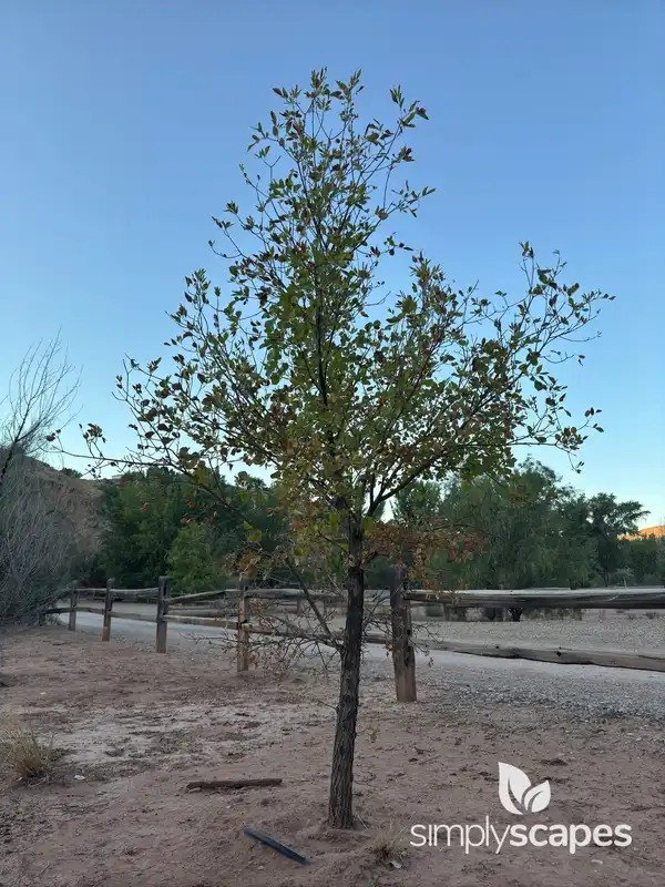 Willows (Salix) — photo 1