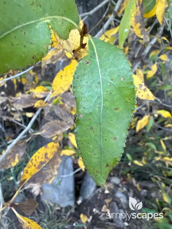Balsam Poplar — photo 1