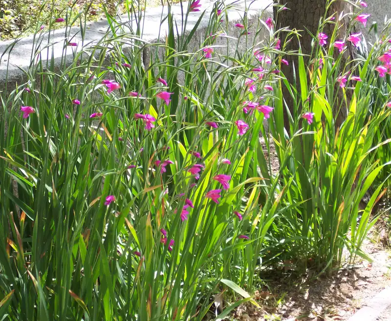 Gladiolus — photo 1