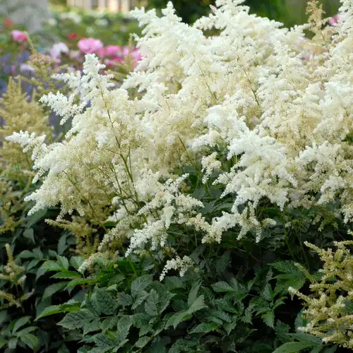 Japanese Astilbe — photo 1