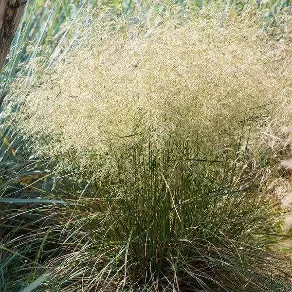 Pixie Fountain Dwarf Tufted Hairgrass Grass — photo 1