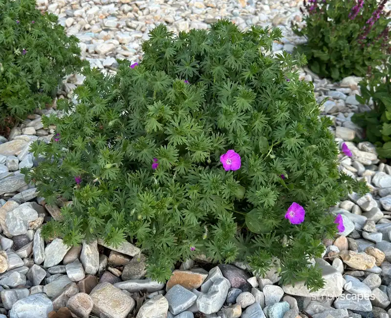 Bloody Crane's-bill — photo 1