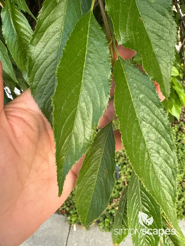 Cherry Tree (Prunus avium) — photo 1