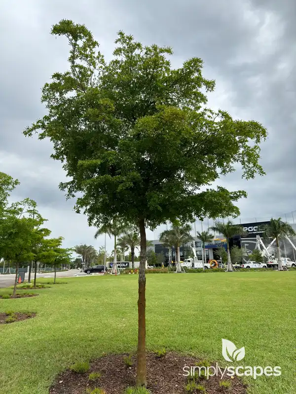 Indian Almond — photo 1
