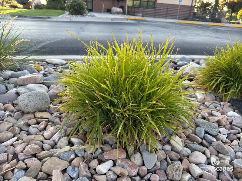 Papyrus Plant — photo 1