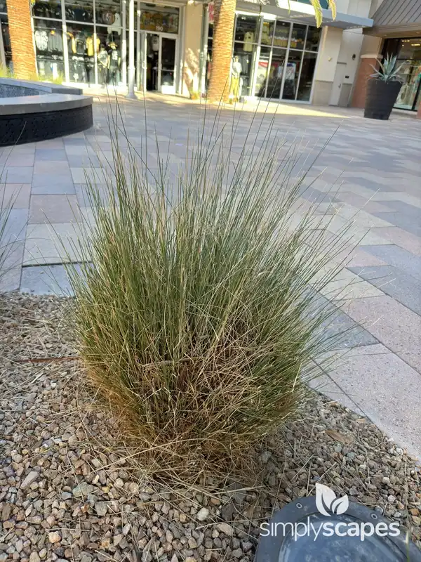 Pink Muhly Grass — photo 1