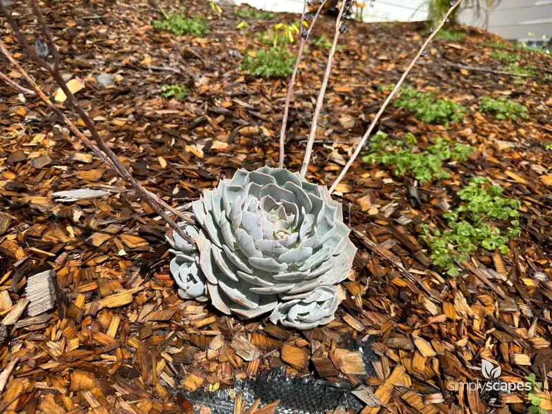 Mexican snowball — photo 1