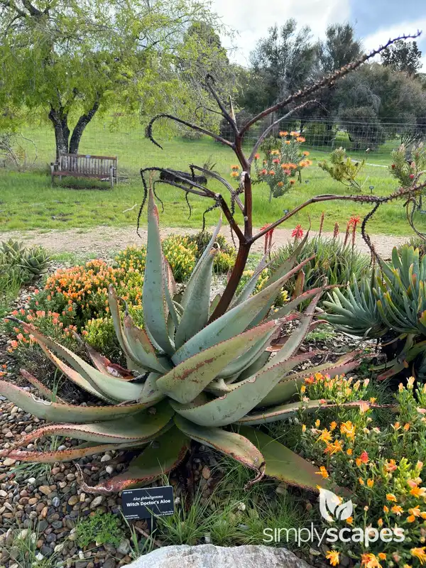 Globule Aloe — photo 1