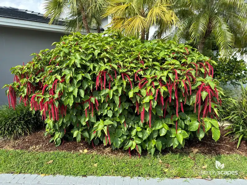 Chenille plant — photo 1