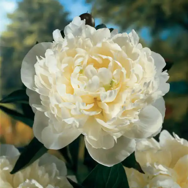 Peony (Paeonia) — photo 1