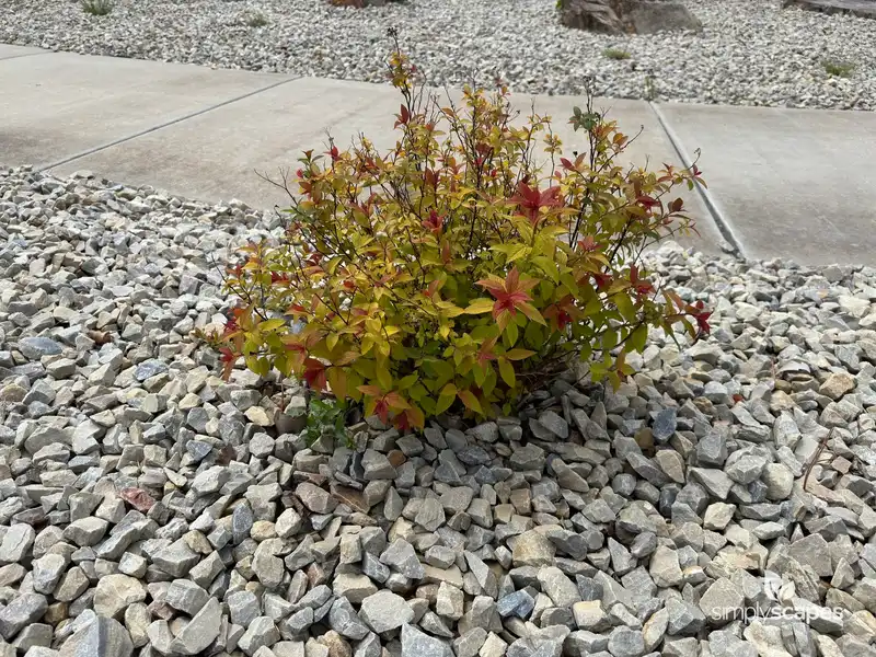 Goldflame Gold Spirea — photo 1
