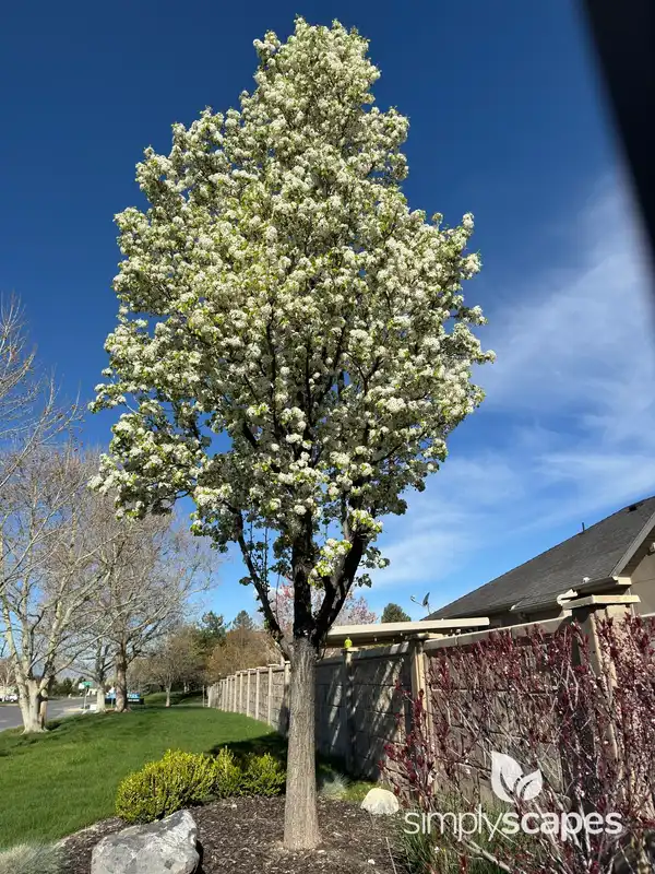 Flowering Pear Tree — photo 1