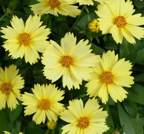 Solanna™ Glow™ Coreopsis grandiflora — photo 1