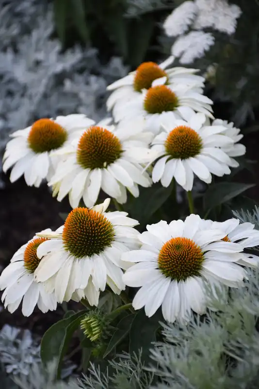 Color Coded® The Price is White Coneflower — photo 1
