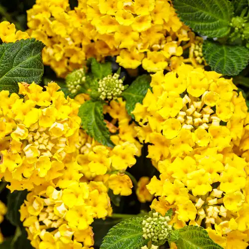 Lantana hybrid — photo 1