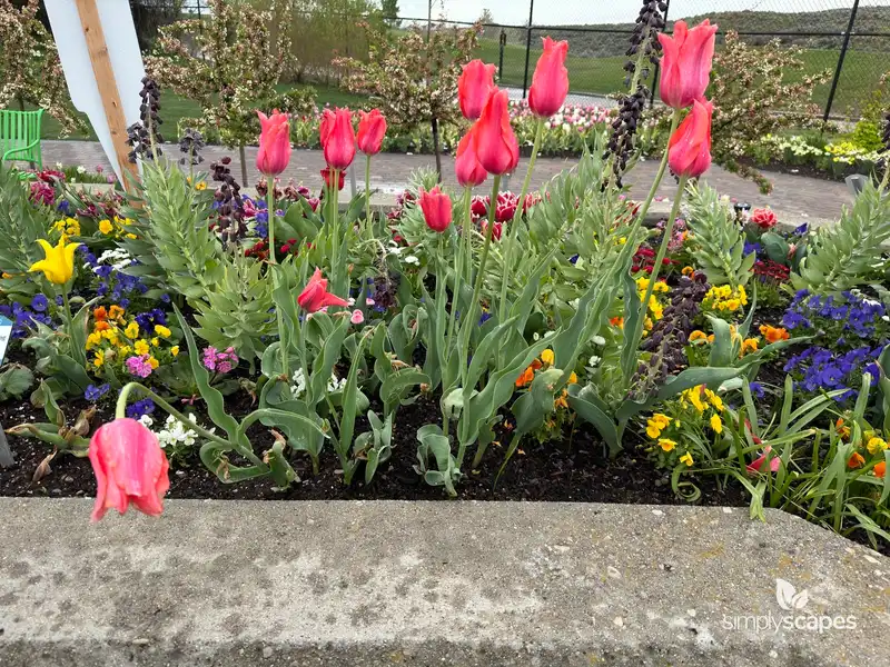 Tulip 'Temple Of Beauty Single Late' — photo 1