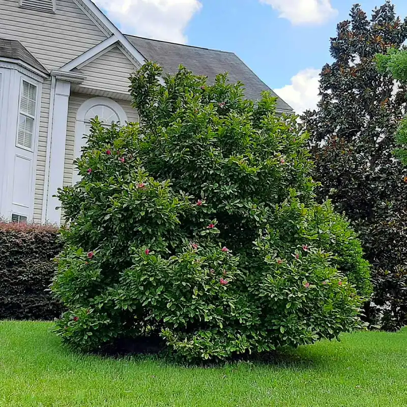 Ann Magnolia Tree — photo 1