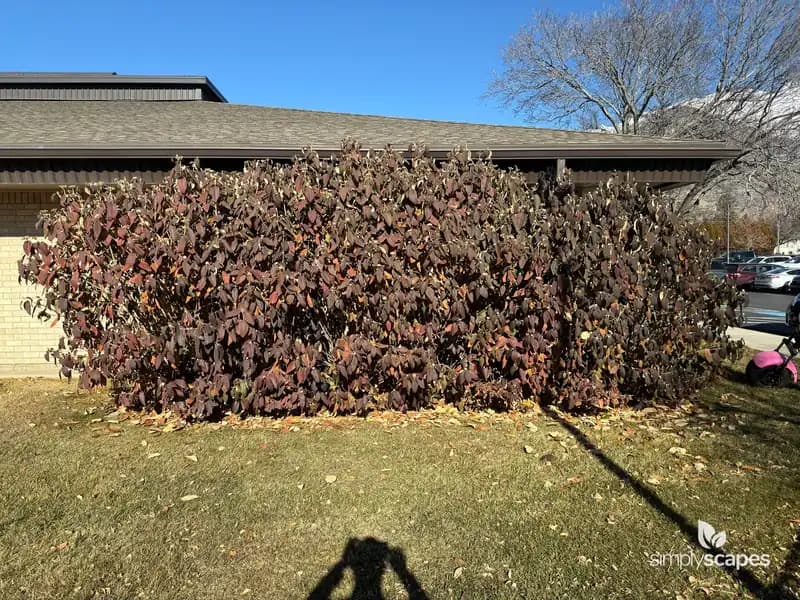 Viburnums — photo 1