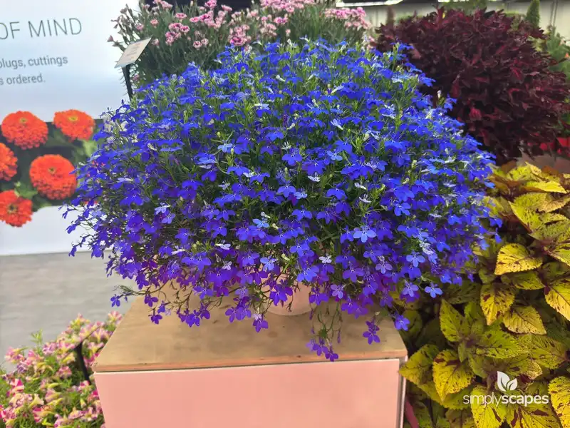 Lobelia — photo 1