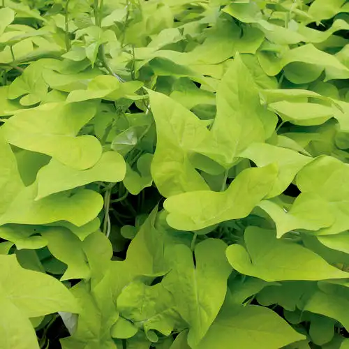 Sweet Potato Vine (Ipomoea) — photo 1