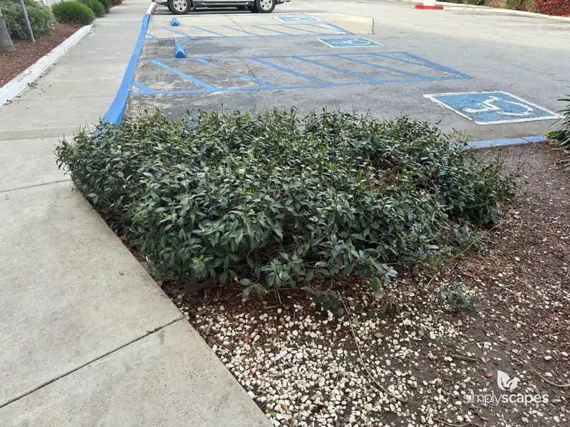 Star Jasmine — photo 1