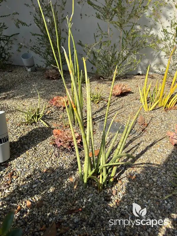 Elephant Tusks Plant — photo 1