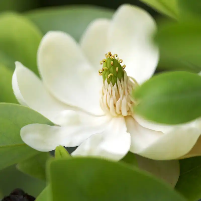 Sweetbay Magnolia Tree — photo 1