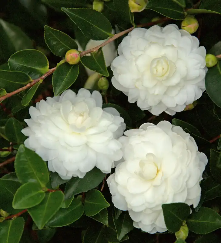 October Magic Carpet Camellia — photo 1
