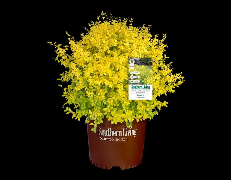 Ligustrum 'Sunshine' — photo 1