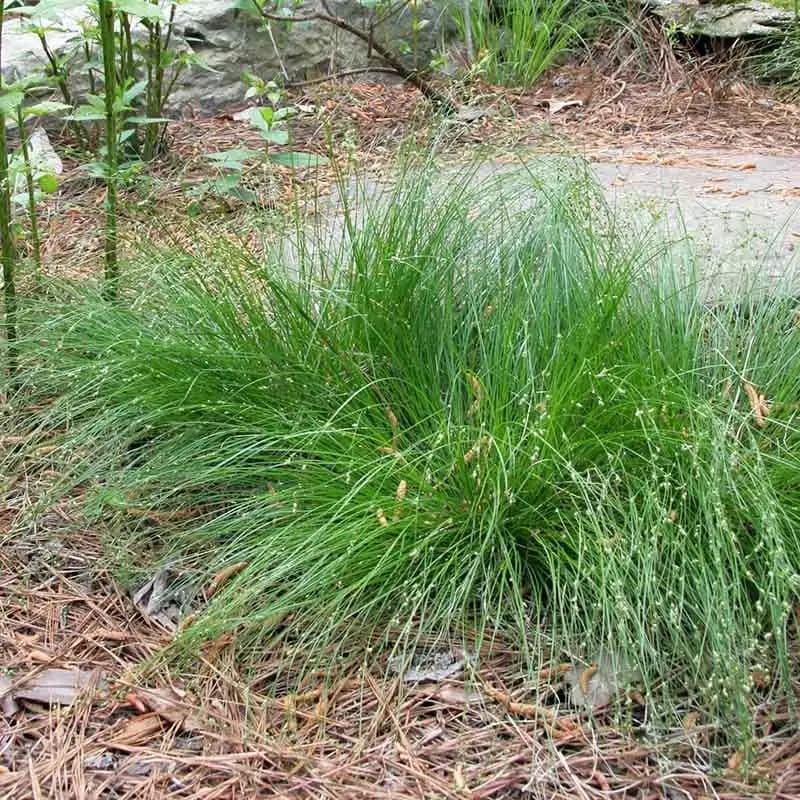 Appalachian Sedge — photo 1