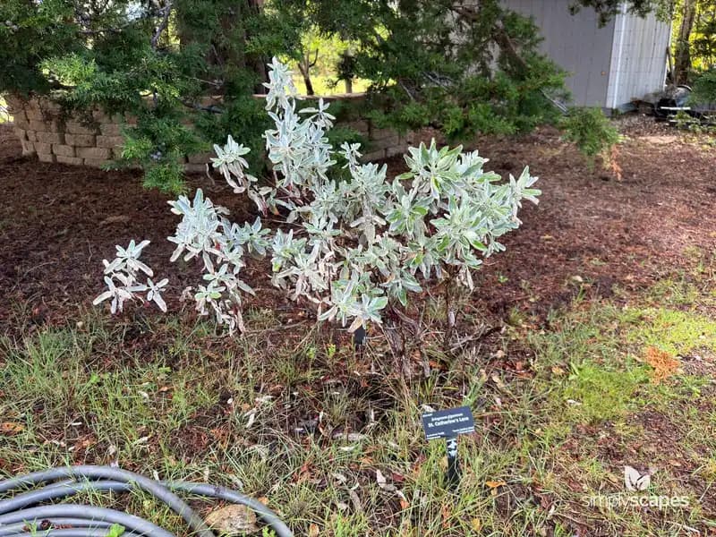 Giant Buckwheat — photo 1