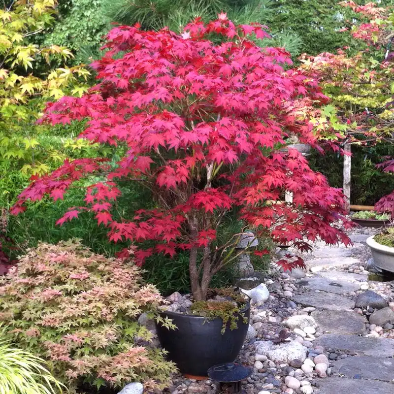 Bloodgood Japanese Maple Tree — photo 1