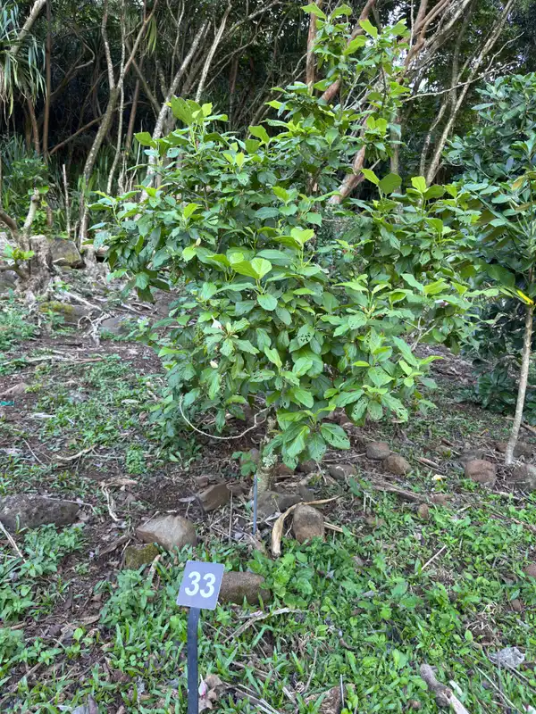 Small Kauaʻi White Hibiscus — photo 1