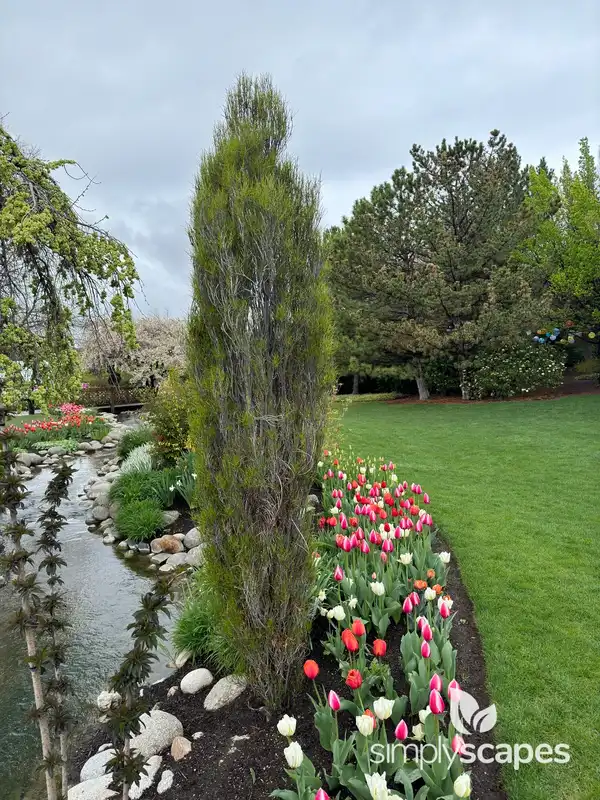 Desert Willow — photo 1