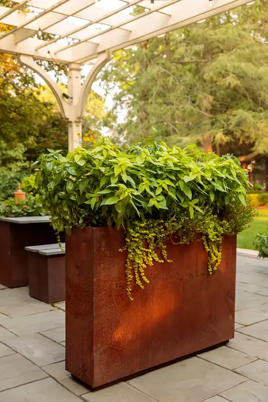 'Golden Delicious'® Golden Leaved Pineapple Sage — photo 1