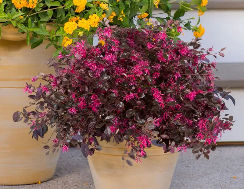 Purple Diamond® Semi-Dwarf Loropetalum — photo 1