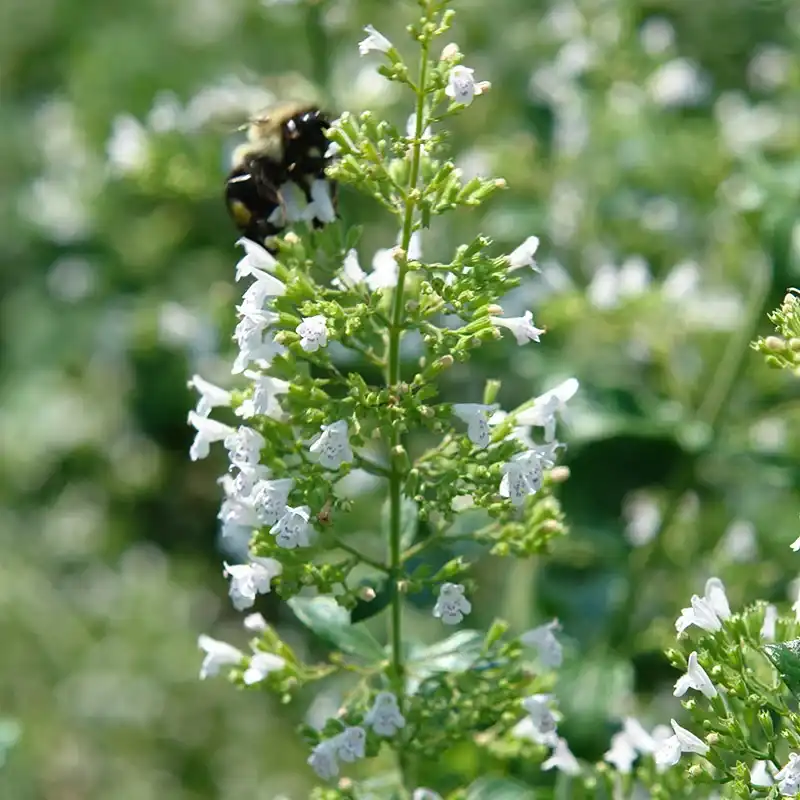 White Cloud Calamint (Calamintha) — photo 1