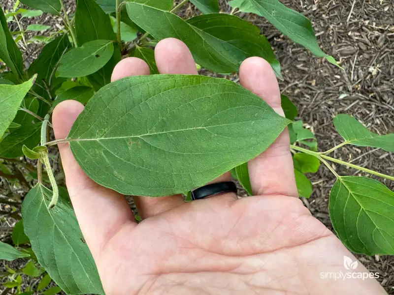 Silky Dogwood — photo 1
