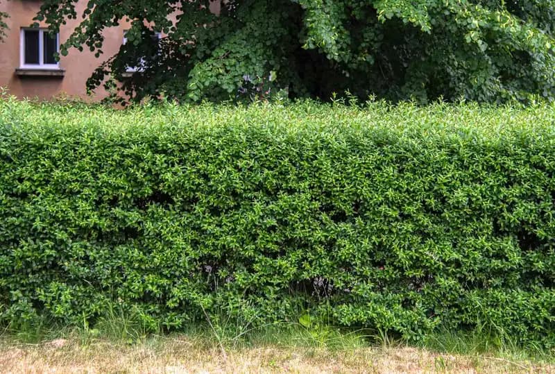 Privet (Ligustrum) — photo 1