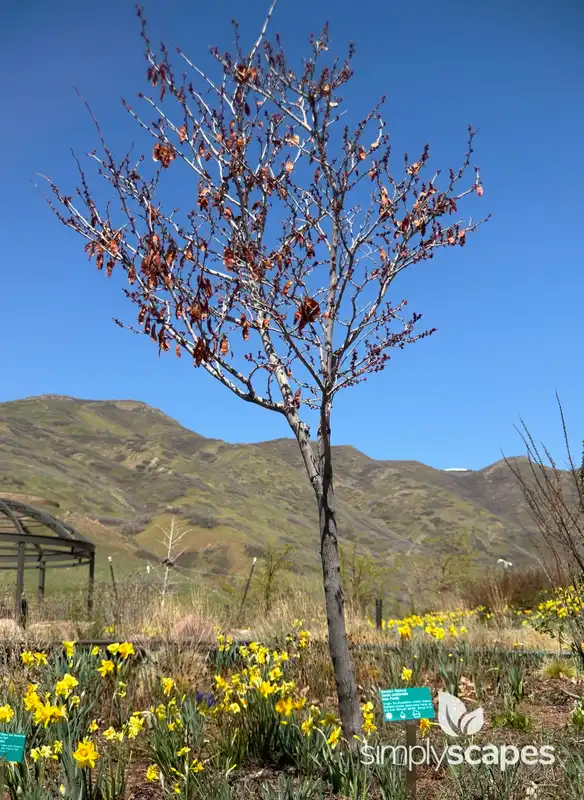 Western Redbud — photo 1