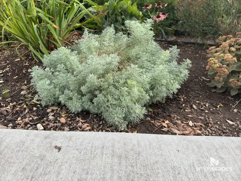 Silver mound (Artemisia) — photo 1