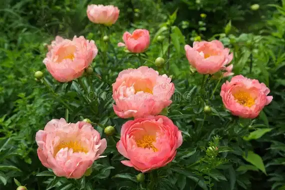 Pink Hawaiian Coral Peony — photo 1