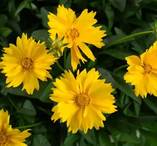 Solanna™ Sunshine Coreopsis grandiflora — photo 1