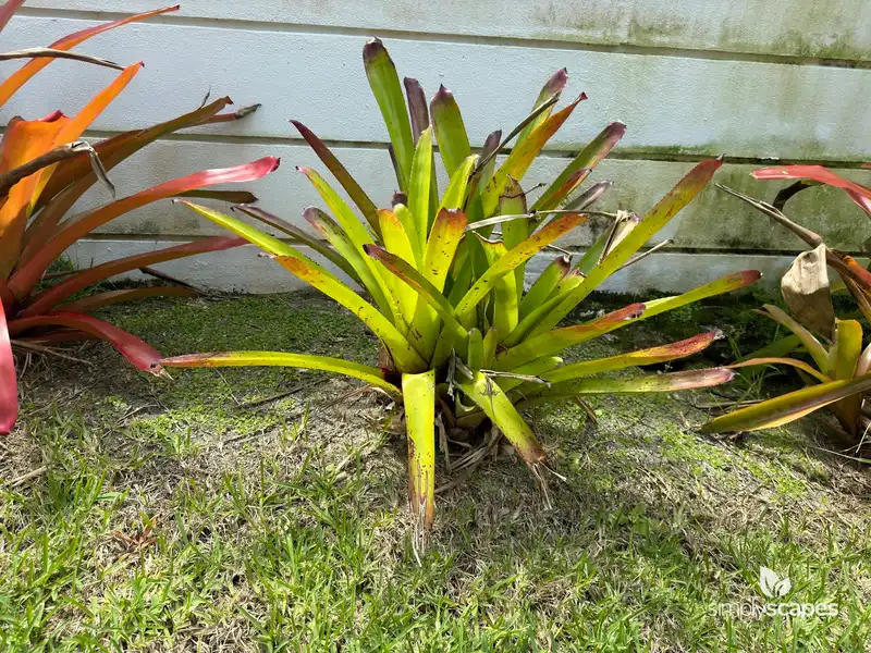 Blushing Bromeliad — photo 1